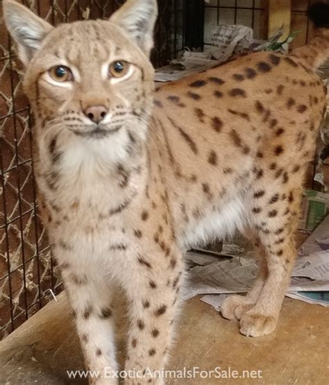 lynx cat for sale philippines.